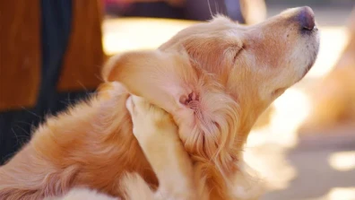 Dog Itching Ears - Effective Ways of Relieving the Problem