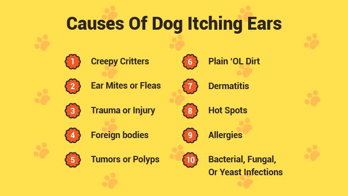 dog-itching-ear