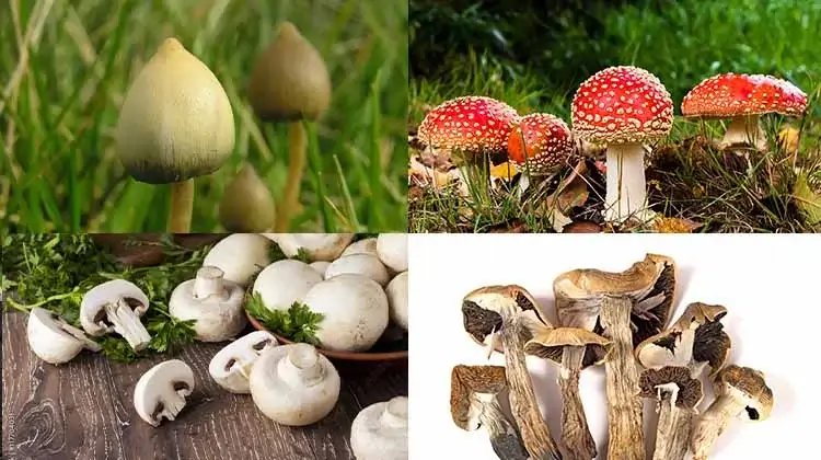 3 how to eat shrooms