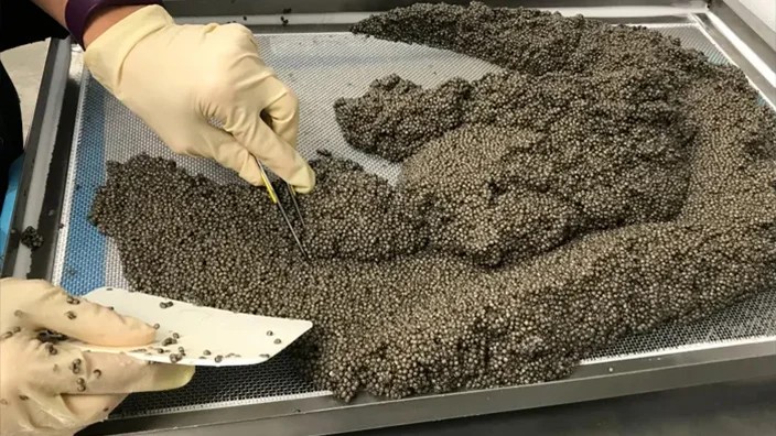 7 expensive caviar