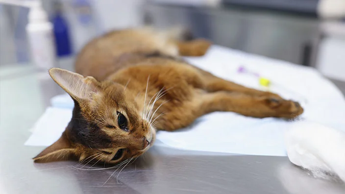 cat in worst health condition