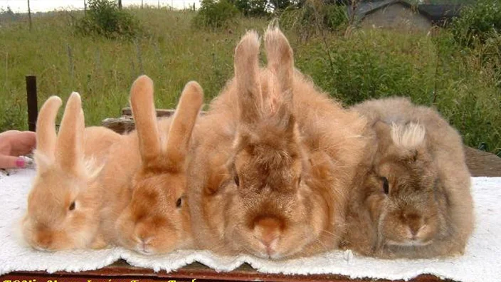 4 rabbit show