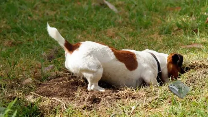 dog digging to hide reserves of food for later times