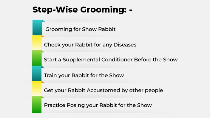 6 rabbit show