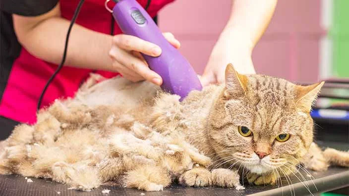 shaving the cat to minimize shedding