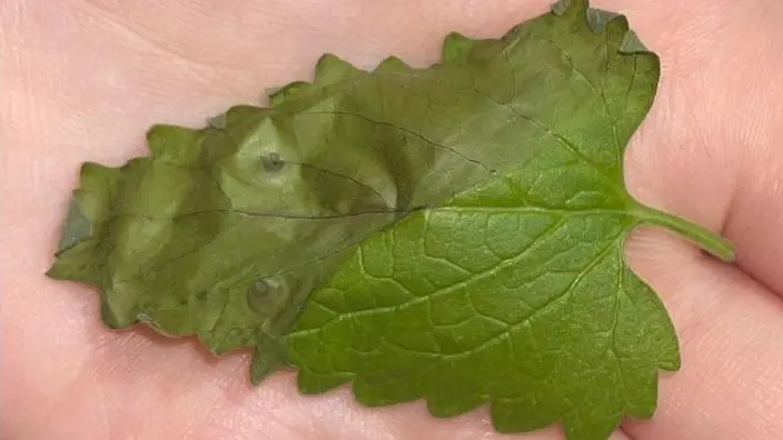 expired catnip leaves