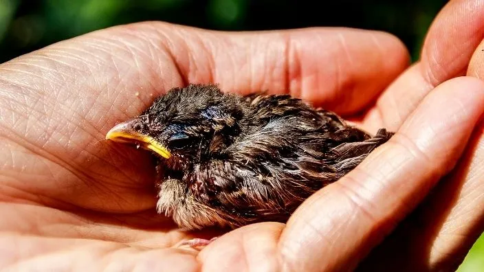 baby bird in vulnerable condition