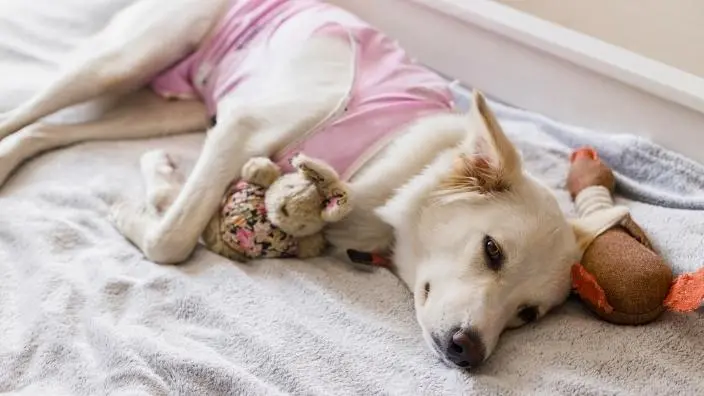 giving dog soft and comfortable bedding to sleep