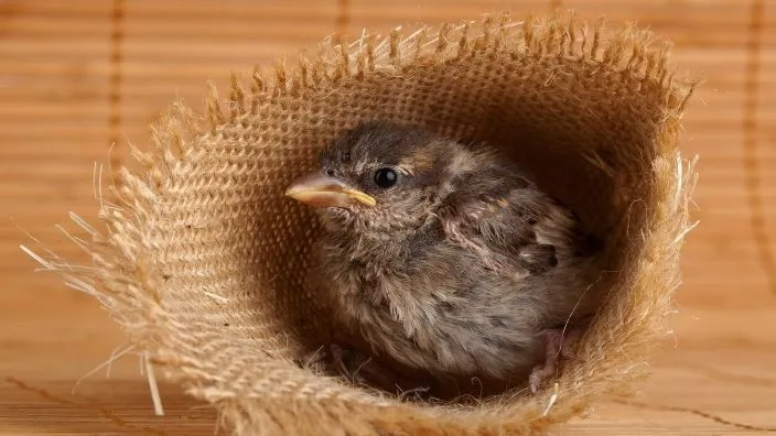 how to help nestling