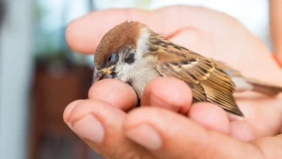 How to Tell if a Baby Bird is Dying