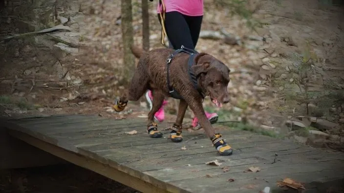 safety boots of dog