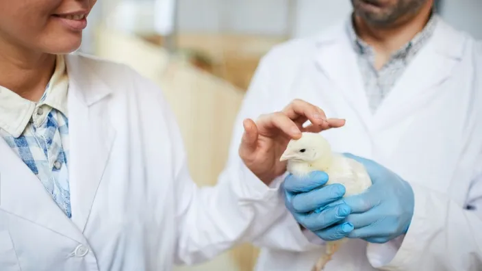 some professional vet inspecting the chick gender