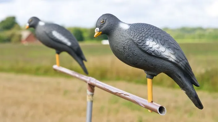 decoy birds to attract crows