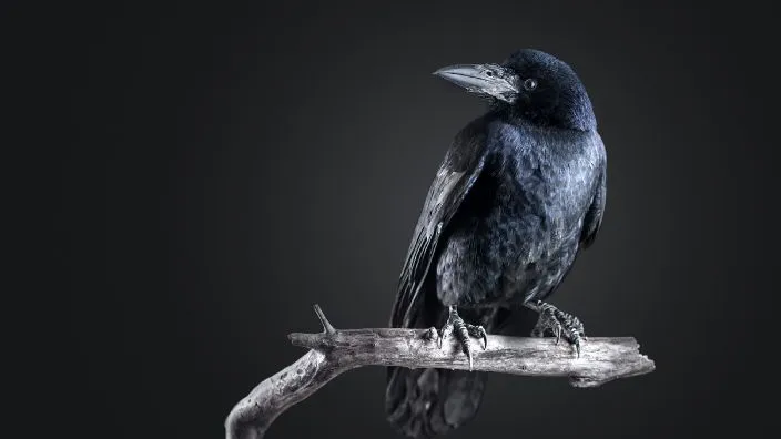 myth that crows are signs of badluck