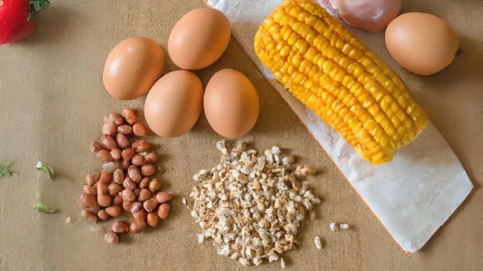 peanuts eggs corn seeds and chicken
