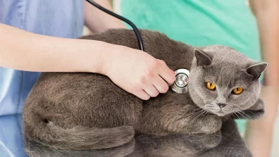 Normal Heart Rate for Cat - Know Everything About Causes &amp; Medications