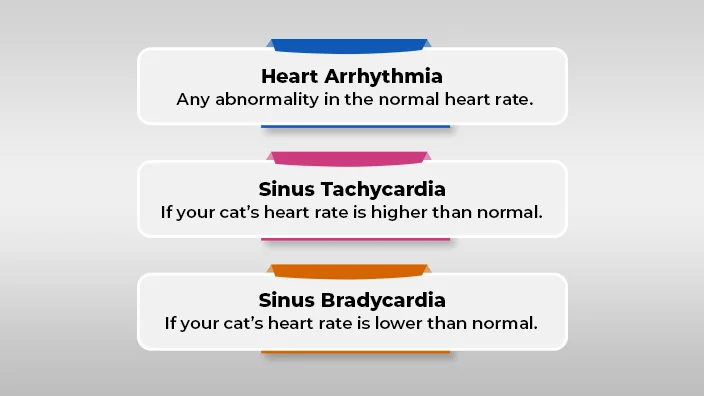 normal-heart-rate-for-cats
