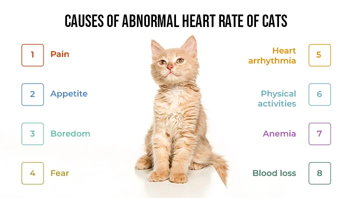 normal-heart-rate-for-cats