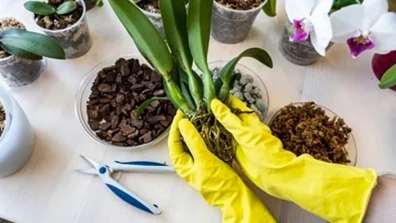 How to repot an orchid with air roots