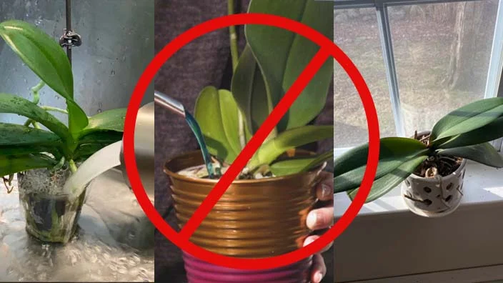 10 how to repot an orchid with air roots