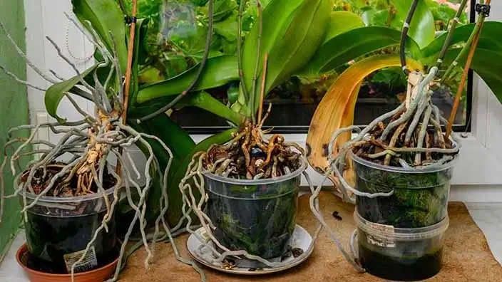 2 how to repot an orchid with air roots