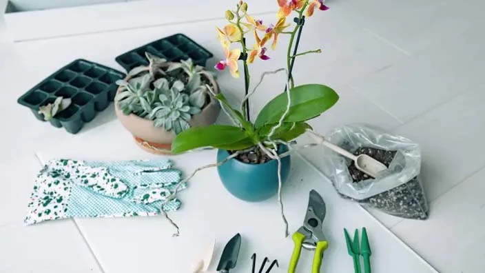 4 how to repot an orchid with air roots