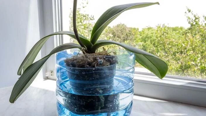 5 how to repot an orchid with air roots