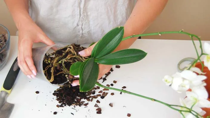 6 how to repot an orchid with air roots