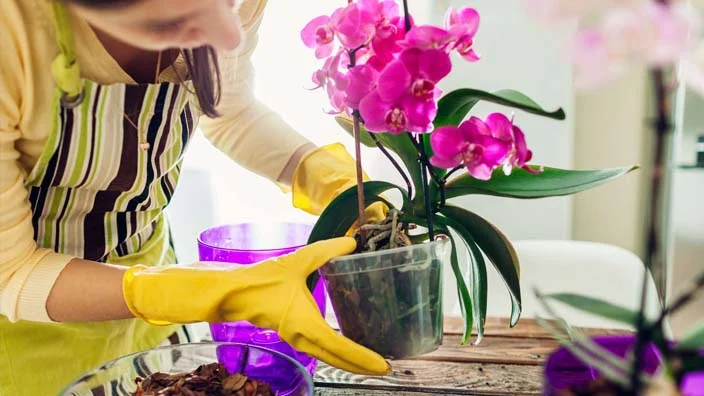 8 how to repot an orchid