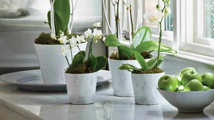 9 how to repot an orchid