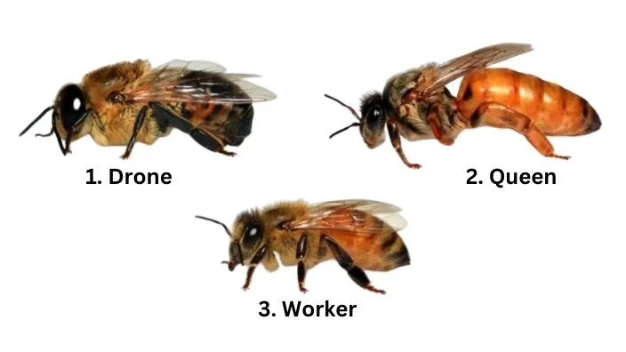 division of honeybees