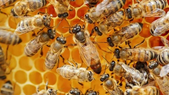 honeybees live like humans in communities