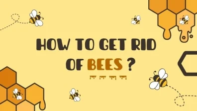 How to Get Rid of Bees