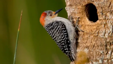 How to Get Rid of Woodpeckers