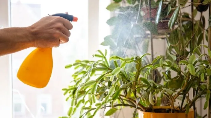 make some solutions and spray on plants home